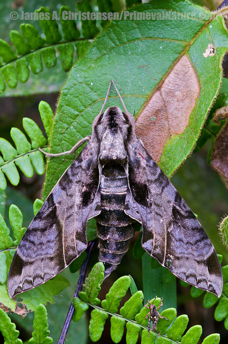 Hawk moth, Sphingidae